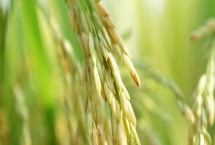 廣8優(yōu)兆香絲苗水稻種子特征介紹，每畝施純氮12千克左右