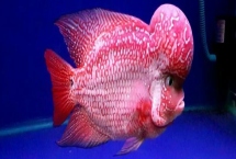 羅漢魚喂什么飼料好，可喂動物飼料、植物飼料和專門的魚飼料