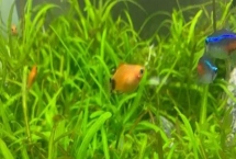 如何飼養(yǎng)剛出生的米奇魚，需要投喂富含營養(yǎng)、容易消化的食物