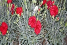 香石竹兩種病害怎么打農藥，高濕期間可噴施代森鋅