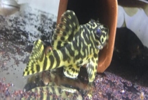 黃金斑馬異形魚(yú)好不好養(yǎng)，飼養(yǎng)難度較小