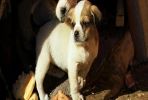 狗吃巧克力會(huì)出什么問(wèn)題，輕則上吐下瀉、重則危及生命