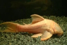 白化黑龍劍尾異型魚(yú)好不好養(yǎng)，新手和老手均可飼養(yǎng)
