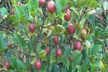 大果寒露2號油茶，為大果早花型品種