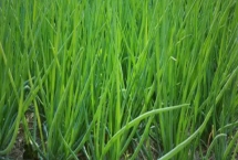 小蔥的產(chǎn)地，原產(chǎn)于西伯利亞