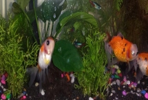 金魚吃水草嗎，喜水生植物但需多種飼料搭配喂養(yǎng)