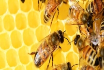 天然荊條蜜的價格，一斤通常超過40元