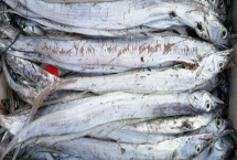 青島刀魚的價格，市場上賣的刀魚都是死的