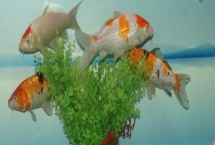 家養(yǎng)錦鯉如何繁殖，讓公魚(yú)和母魚(yú)自然交配即可