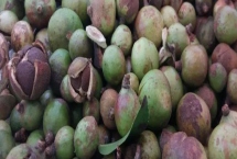 茶籽的價(jià)格，新鮮茶籽的批發(fā)價(jià)為8-12元左右/斤