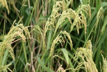 S1035水稻種子產(chǎn)量表現(xiàn)，早造種植全生育期125天