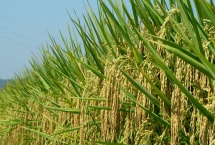 文旱糯6號水稻種子產(chǎn)量表現(xiàn)
