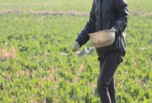 立春后油菜如何施肥，嚴(yán)格控制氮肥的施用量