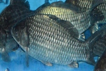 鯽魚的價格，一般10-15元一斤