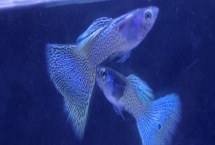 金屬孔雀魚(yú)好不好養(yǎng)，對(duì)水溫和水質(zhì)要求不高容易飼養(yǎng)