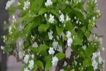 盆栽茉莉的修剪方法，生長(zhǎng)期、開(kāi)花期和花后修剪方法都不同