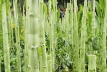 秋萵筍種植方法，在9-11月大量上市