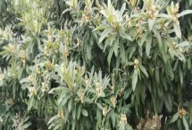 枇杷什么時(shí)候開(kāi)花，盛花期在11-12月