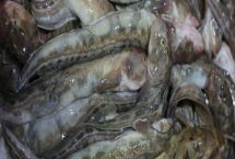 光魚的產(chǎn)地，在我國(guó)主產(chǎn)于東海、黃海、渤海