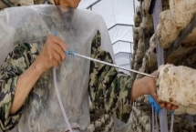 種植香菇注水后要悶棚多久，一般不需要悶棚、通風(fēng)換氣可刺激出菇