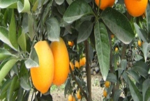 橙子樹盆栽從沒結(jié)過果是什么原因，可能是土壤條件不當或修剪不合理等