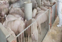 養(yǎng)豬需要辦理什么手續(xù)，農(nóng)村小型養(yǎng)豬場只需辦理個體工商戶《營業(yè)執(zhí)照》