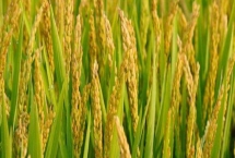 東富109水稻種子特征介紹，該品種主莖14片葉