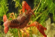 家養(yǎng)小龍蝦要喂什么，一般可飼喂蚯蚓、魚粉、谷類等食物