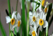 白色花卉品種，包括水仙花、梔子花、茉莉花等種類