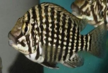 皇冠十二間虎魚好不好養(yǎng)，飼養(yǎng)難度不大