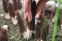 羊肚菌無菌霜會不會出菇，可以出菇但需要較長時間