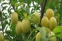 晚巨李的產(chǎn)地，寧夏、重慶等地均有種植
