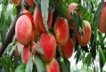 東豐冬桃的產(chǎn)地，分布于安徽、云南、貴州、四川等地