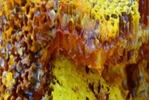 正宗椴樹蜜的特征，質(zhì)地粘稠呈水白色