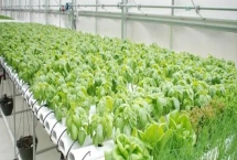 蔬菜的水培方法，可將蔬菜栽種至定植杯中、再鑲嵌于浮板各孔上