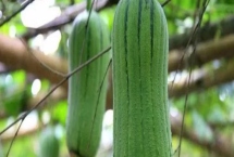 農(nóng)村露地種植絲瓜如何高產(chǎn)，適時(shí)追肥可增加產(chǎn)量