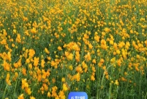泰國的國花是什么花，是金蓮花