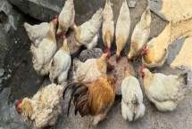 蛋雞飼料添加劑的原料種類，常見玉米、麥類、豆餅等類型