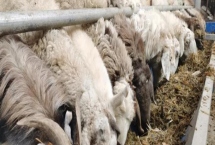 小麥秸稈能否喂羊，可以飼喂但適口性較差