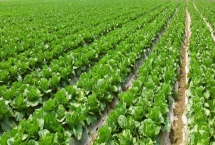種植蔬菜要考慮哪些因素，人工成本和價(jià)格是首要考慮的問(wèn)題