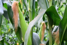 P6512玉米品種特性，中抗大斑?。?MR）