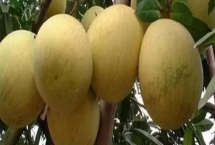 重慶市墊江縣的特產(chǎn)，是聞名全國(guó)的丹皮之鄉(xiāng)