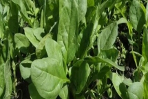 菠菜的種植時(shí)間，春菠菜在3月播種