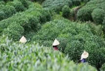 谷雨時(shí)節(jié)的習(xí)俗，采茶正值適期