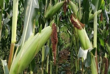 沁豐206玉米種簡介，適宜播期4月下旬至5月上旬