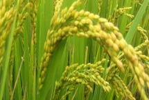 龍慶粳2水稻種子產(chǎn)量表現(xiàn)，普通粳稻品種