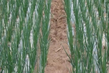 紅蔥栽培技術(shù)，注意栽種前打除草劑