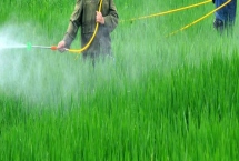 呋蟲胺的滅殺對象，可防治粉虱、飛虱、蚜蟲等害蟲