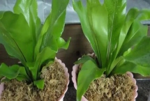 一二年生花卉如何繁殖，多由種子繁殖