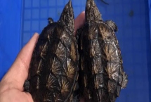 雜佛鱷龜喜歡吃什么，肉食性食物、蔬果都可以